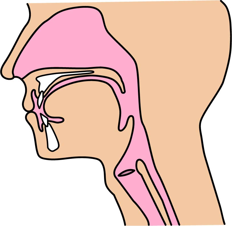 歯並びと睡眠時無呼吸症候群の関係